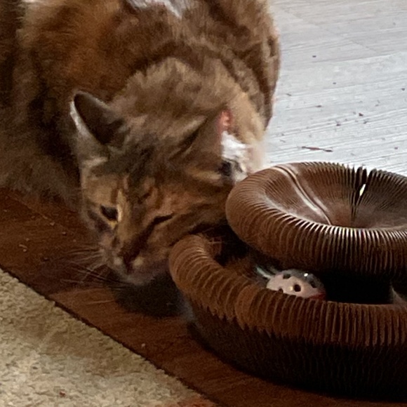 Cat Scratching Board with Bell-Ball - Picture 5 of 5
